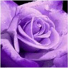 51ef856ecb955bca4db0fa7a722ae7db.gif purple rose image by Timea_ft