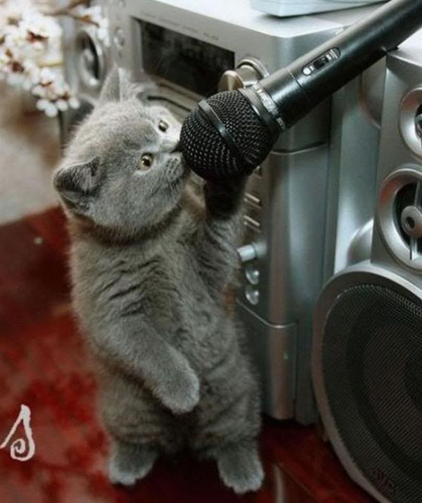 funny, cat, singing, sing, Pictures, Images and Photos