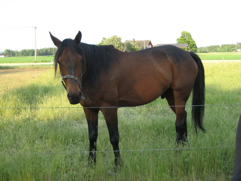 HstochVagn057.jpg