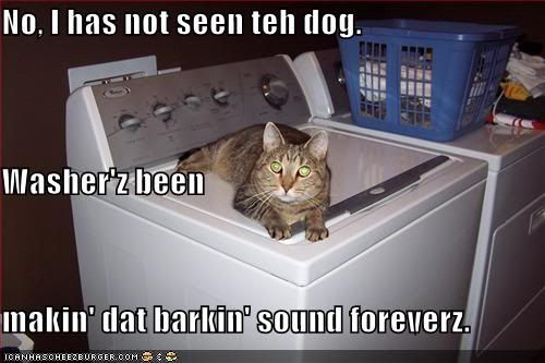 funny-pictures-cat-washing-machine-.jpg