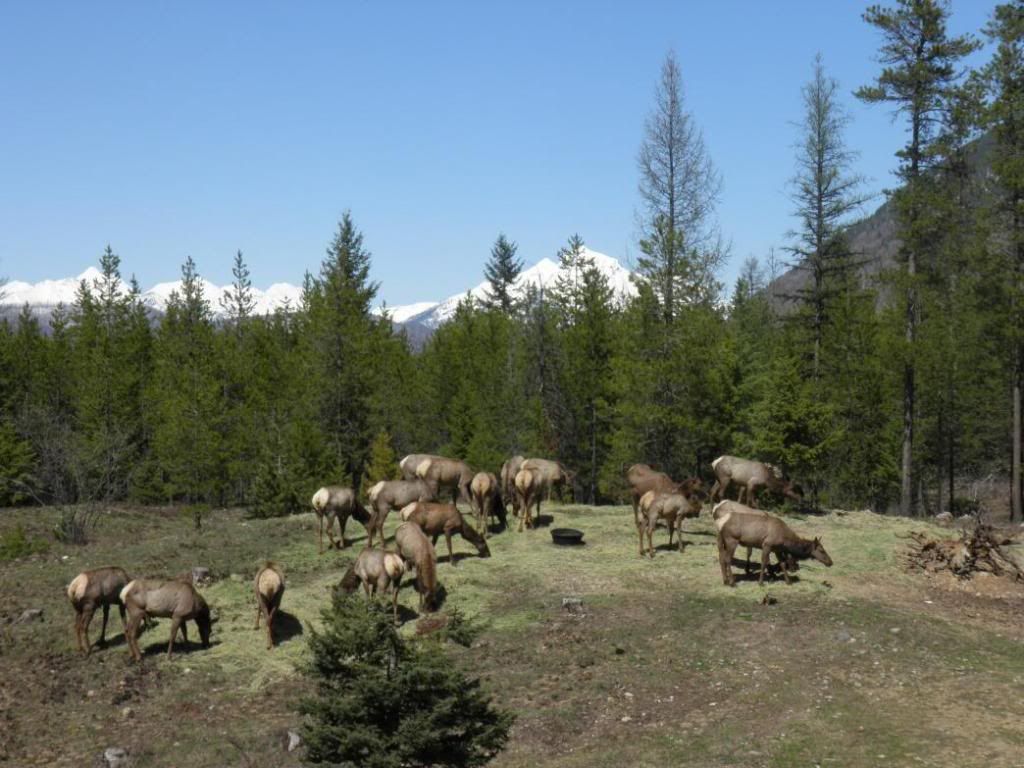 Elk.jpg