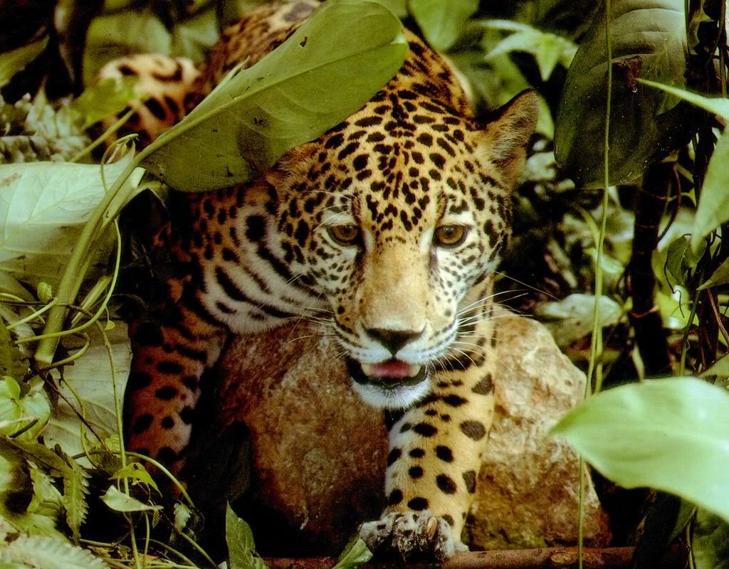 Jaguar Pictures, Images and Photos