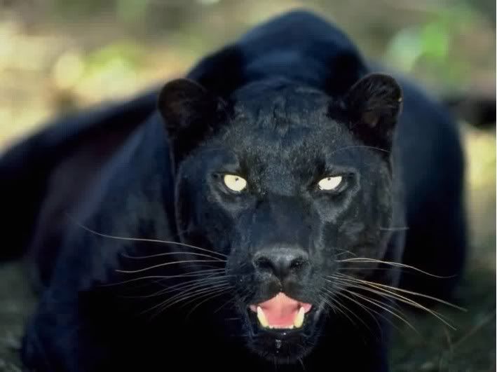 Black Leopard Pictures, Images and Photos