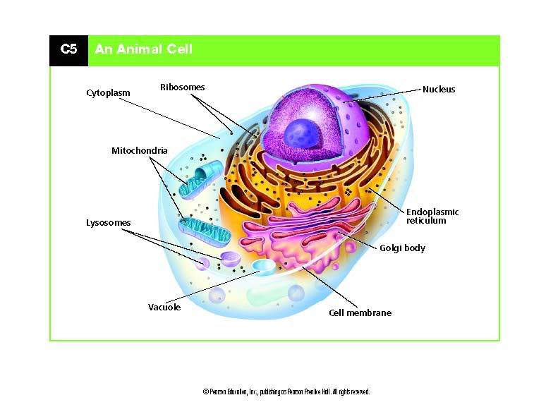 Animal Cell Parts