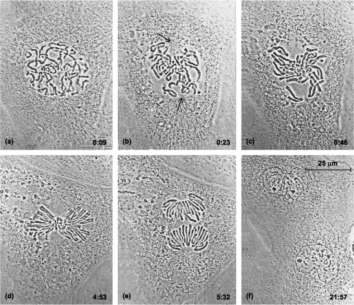 animal cell prophase. Letter A shows Prophase.