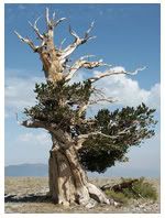bristlecone pines, renungan harian