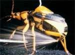 kumbang pembombardir