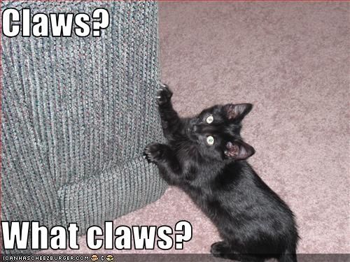 cat claws photo:  claws.jpg