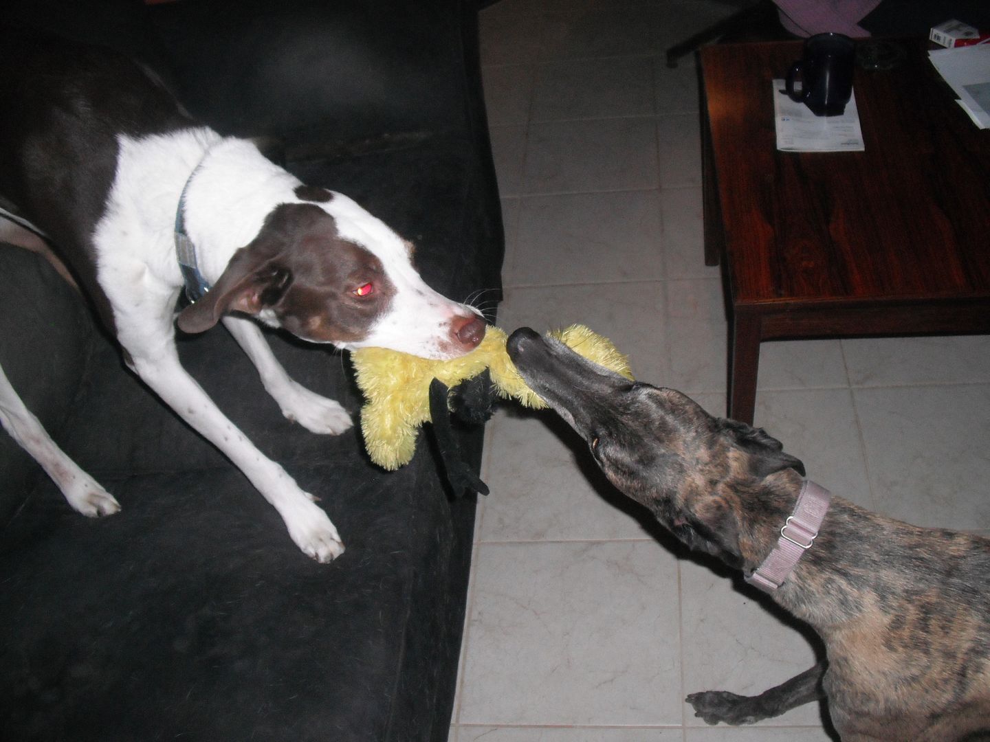 dogs tug of war