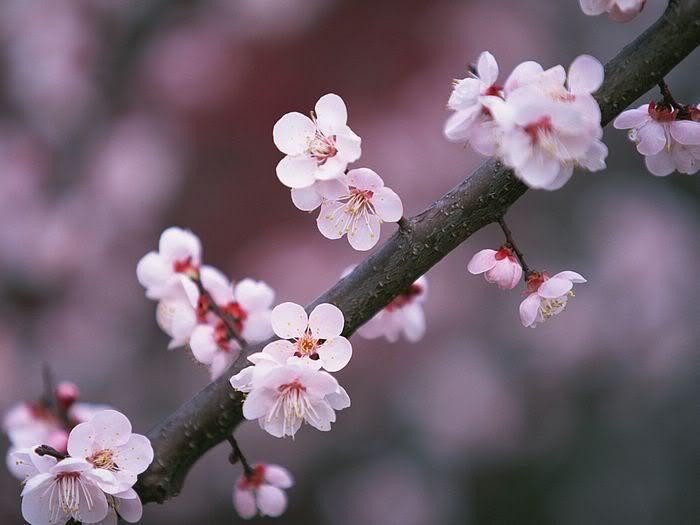 japanese cherry tree pictures. japanese cherry blossoms!