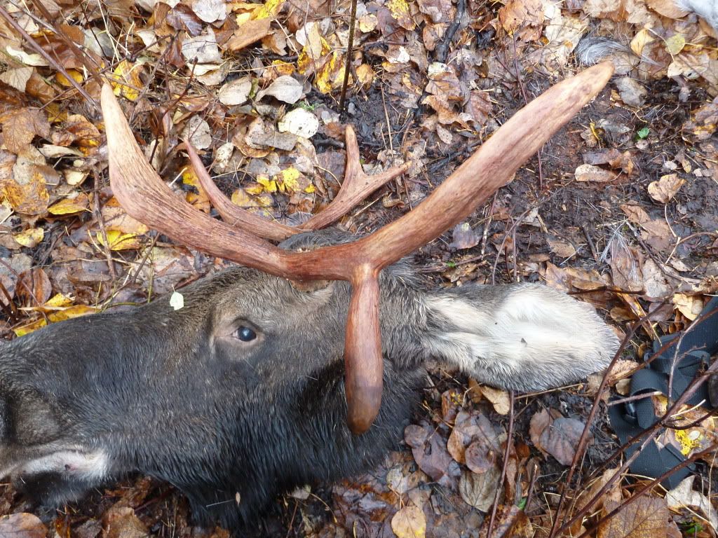 Fallmoosehunting2011082.jpg