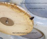 black soldier fly laying eggs in BioPod egg disc