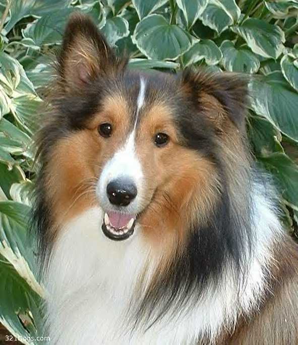 View topic The O.C! This is C.A! V.2(Marmaduke based Rp.)Accepting