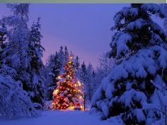 christmas-1.jpg christmas tree ! image by sizzlinpancake