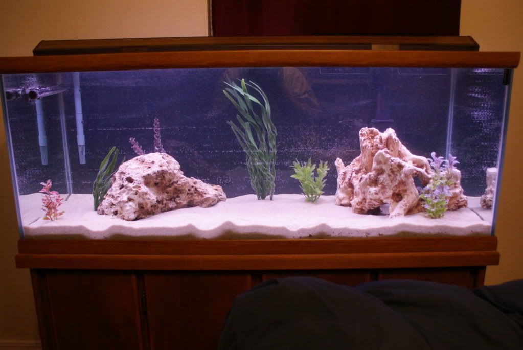 pool filter sand Cichlid Fish Forum