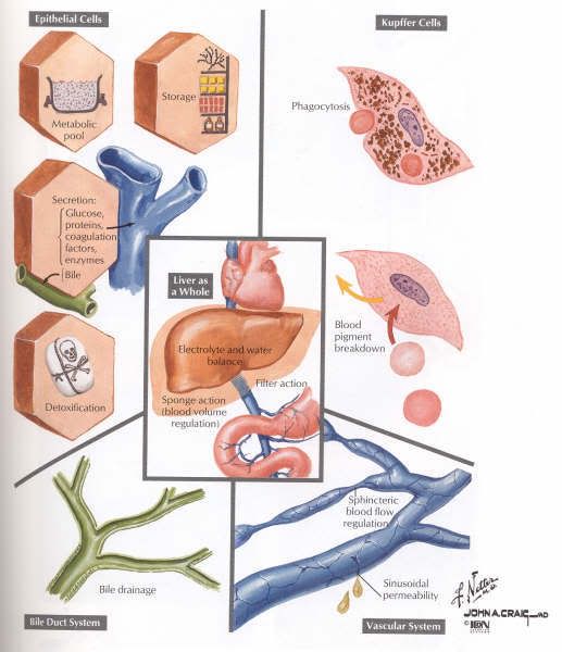 Liver Function Chart