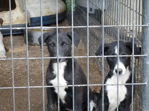lurcherpups008-1.jpg
