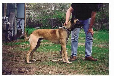 malinois lurcher