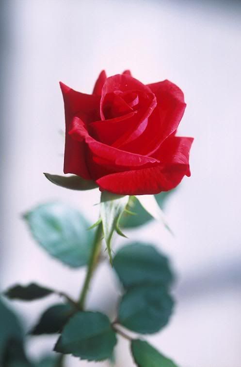 red rose photo: Rose Red_rose.jpg