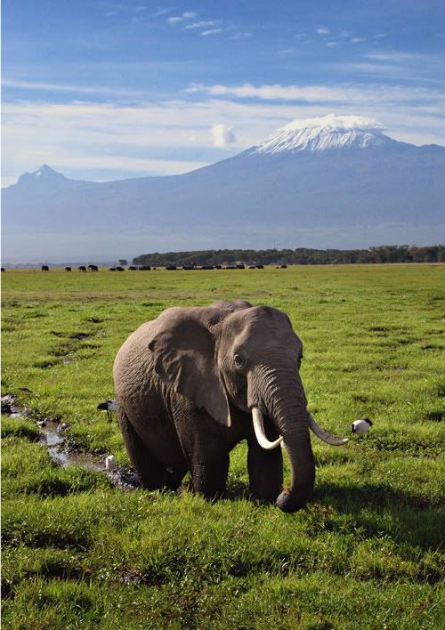 kenya animals elephants. An elephant in Kenya with