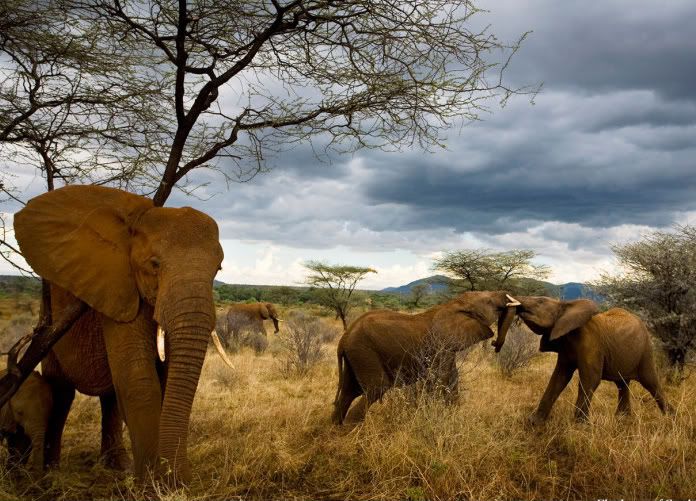 kenya animals elephants. Elephants in Kenya - from the