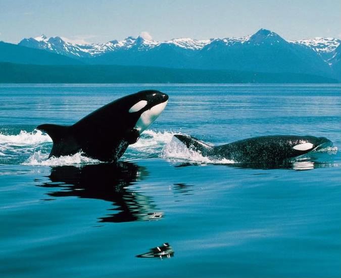 killer whale wallpaper. photography, killer whales