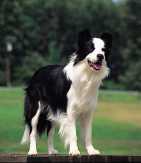 Border Collie Pictures, Images and Photos