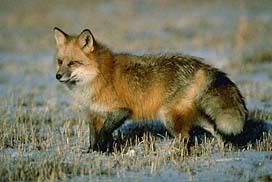 Hybrid Fox