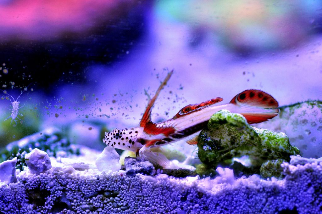 Flaming Prawn Goby - Reef Central Online Community
