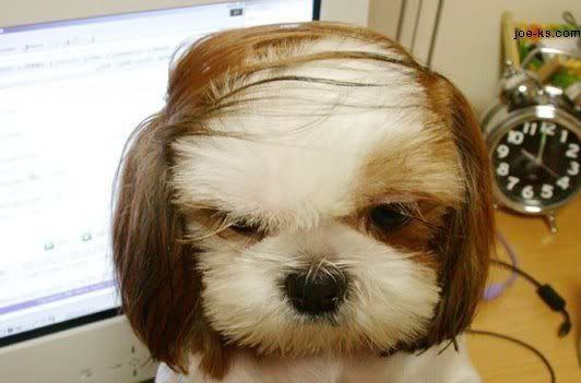 dog hairstyles. dog haircut. Donald Trump