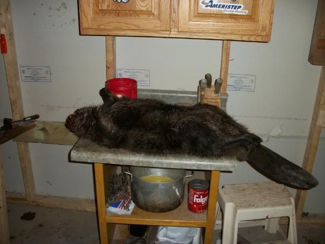 Trapping2009080-1.jpg