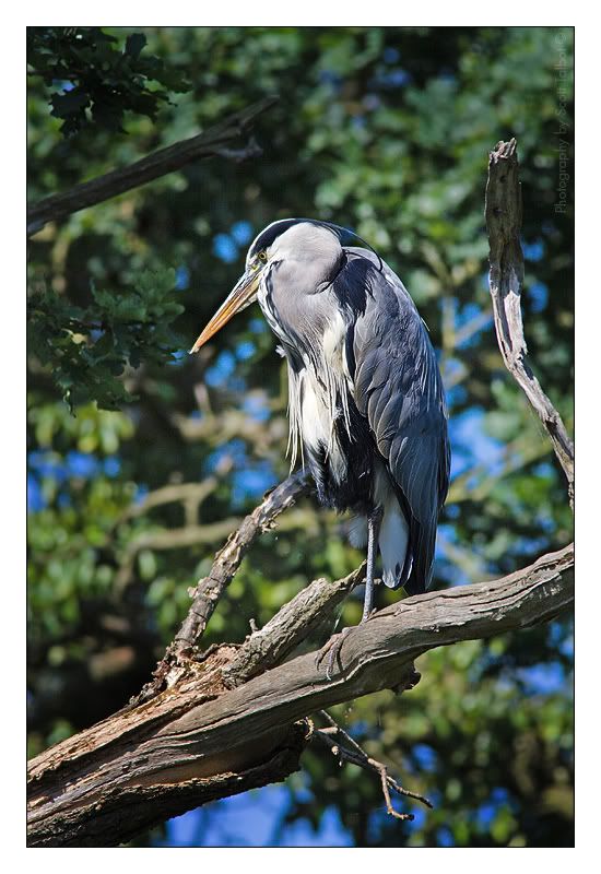 IMAGE: http://i276.photobucket.com/albums/kk7/amberdlark/GreyHeron.jpg