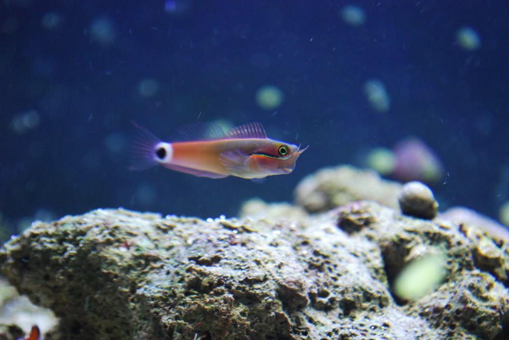 tail spot blenny care