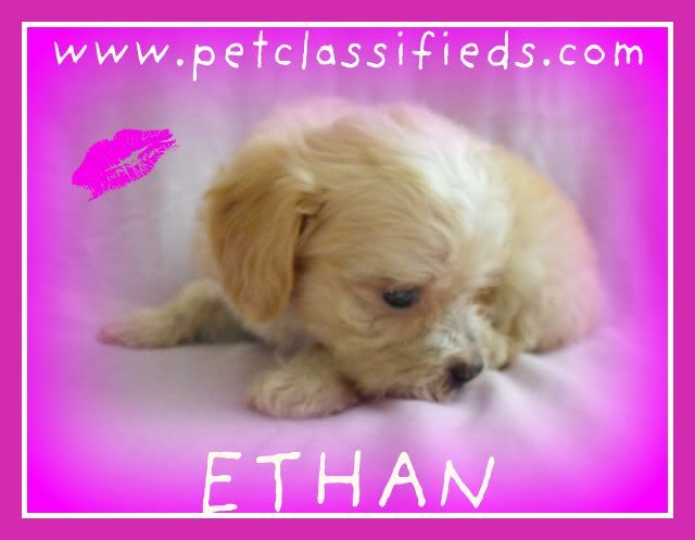 maltipoo puppies for sale (c) pet_classifieds cs go weapon skins for sale