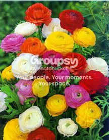 ranunculus photo: Ranunculus ranunculus.jpg