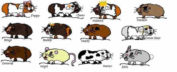 piggies-for-story.jpg