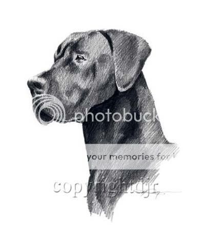 black great dane this is a professional archival quality open edition