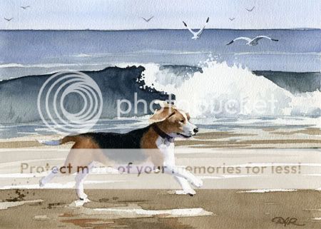 BEAGLE BEACH Painting Dog Art ACEO Print Signed DJR  