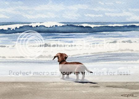 DACHSHUND BEACH Painting Dog Art ACEO Print Signed DJR  