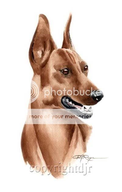 german pinscher art note cards by artist david j rogers from an