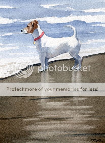 Jack Russell Terrier at the Beach