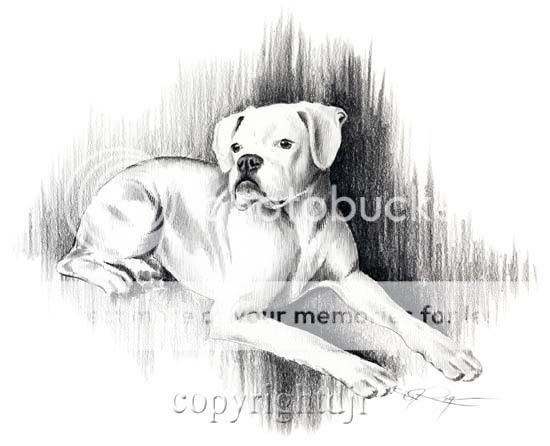 WHITE BOXER II Dog Pencil Drawing ART Signed DJ Rogers  