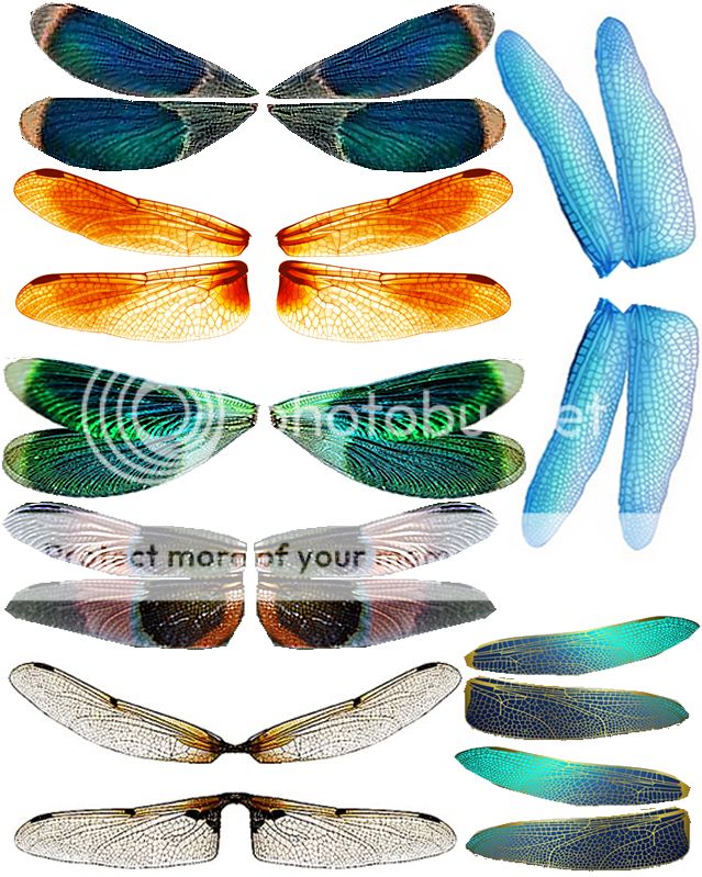 OOAK Fairy Fantasy Dragonfly Wing sheets Very Colorful | eBay