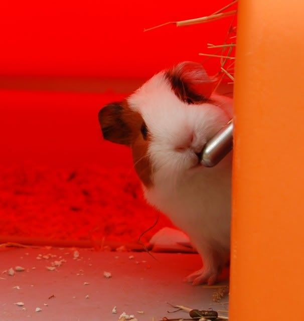 peekaboo1.jpg