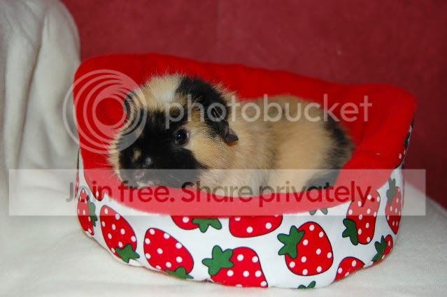 strawberry1.jpg