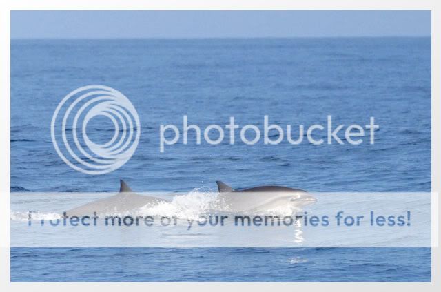 脸部表情丰富,轮廓明显的弗氏海豚