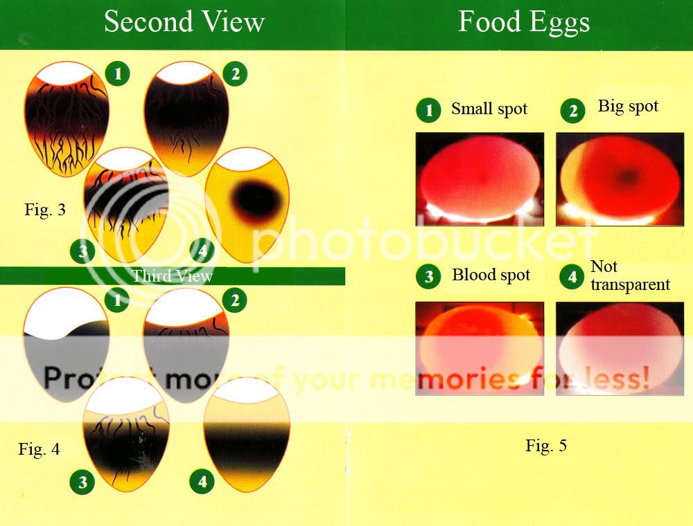 The use of the egg tester (ovoscope) allows to disclose badeggs at an 