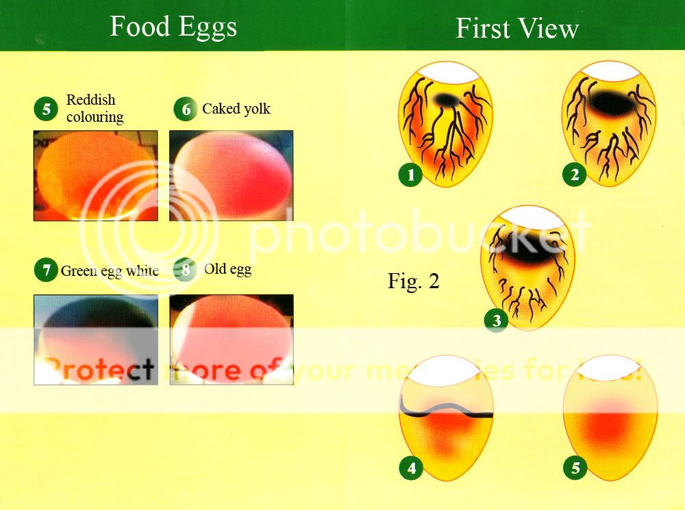Egg tester   (Ovoscope) for Incubator  