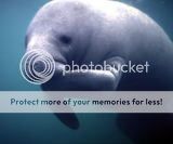 manatee Pictures, Images and Photos