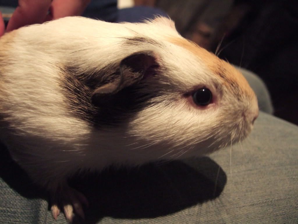 DSCF9115.jpg